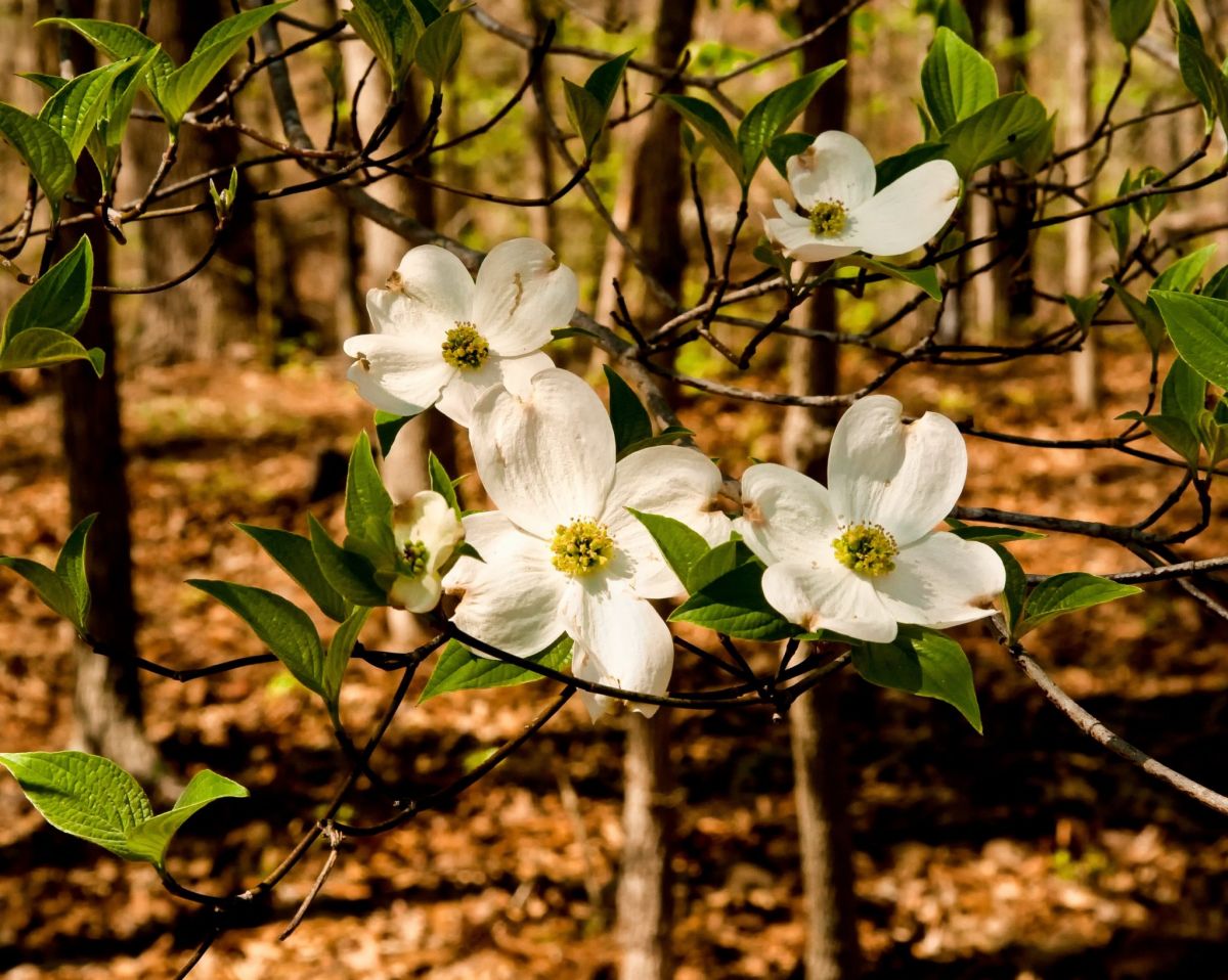 Flint Ridge White Blossoms